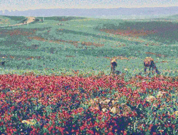 A dense carpet of red anemones and pale rocks fills the foreground. Behind it, green hills roll back toward a winding dirt track, with two laden pack animals grazing in the middle distance. Hazy blue mountains line the horizon.